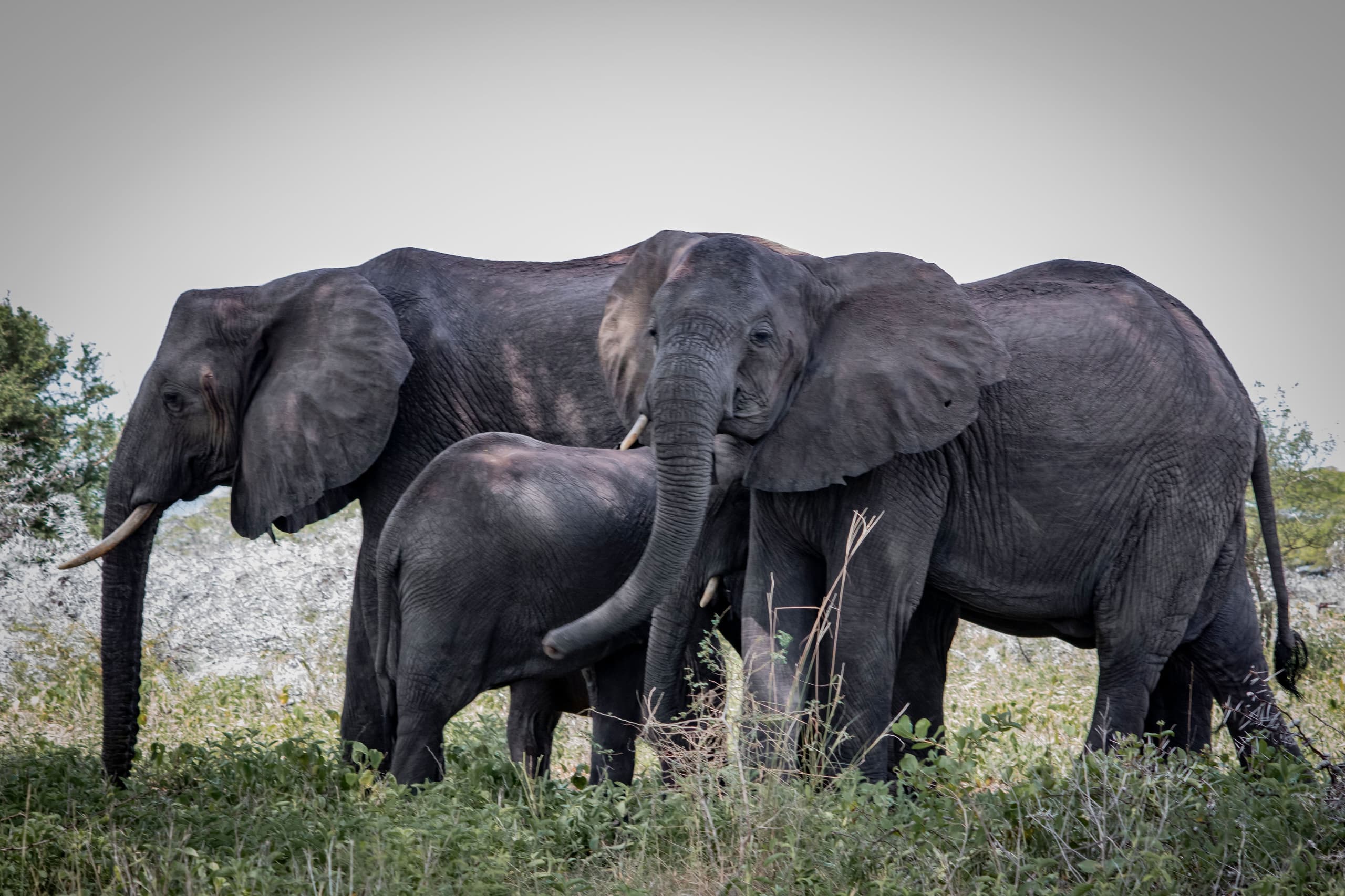 2 Days Safari to Mikumi National Park