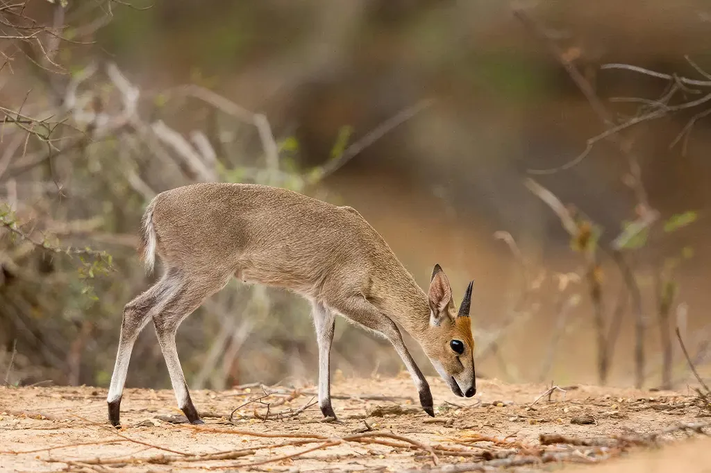 Wildlife encountered on Kilimanjaro slopes