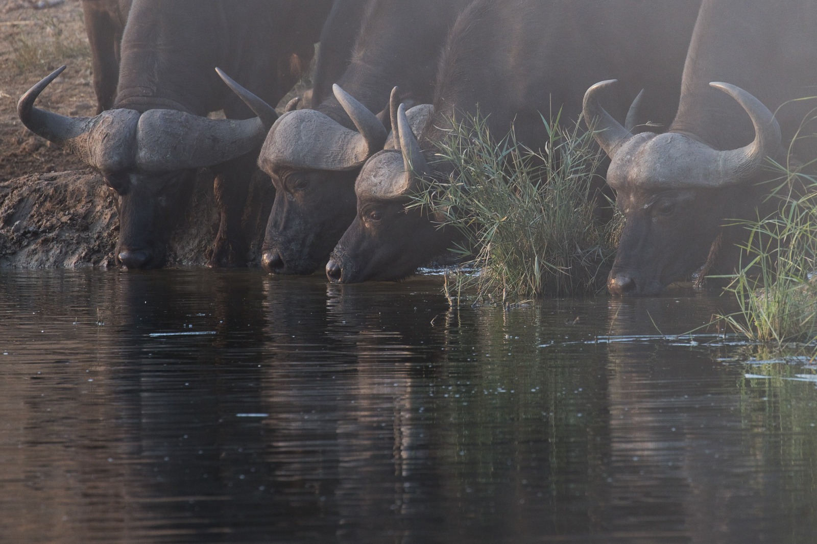 Buffalo in Mikumi National Park