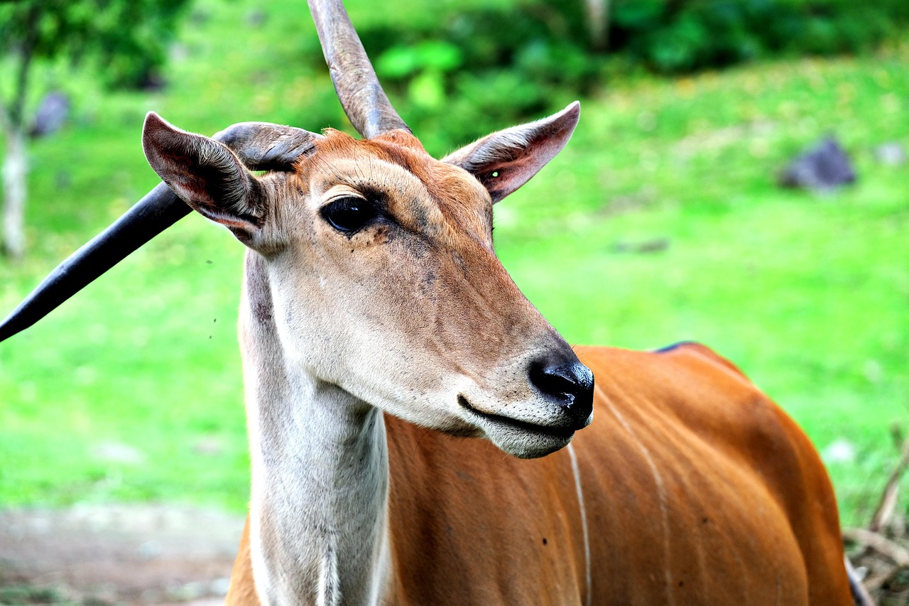 eland in Mikumi National Park