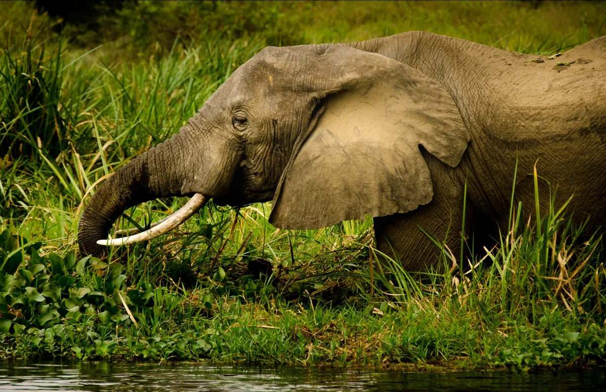 Tarangire National Park