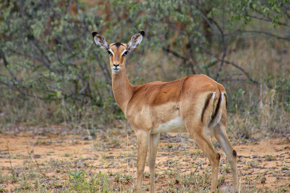 Tarangire Gazelle