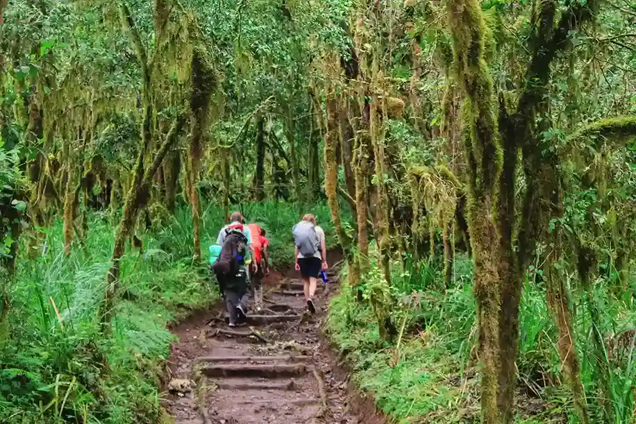 Kilimanjaro rainforest zone on honeymoon trek