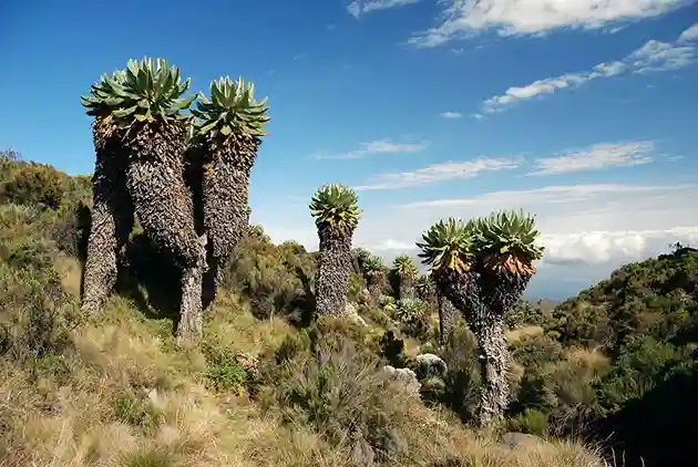Scenic views on the Kilimanjaro route