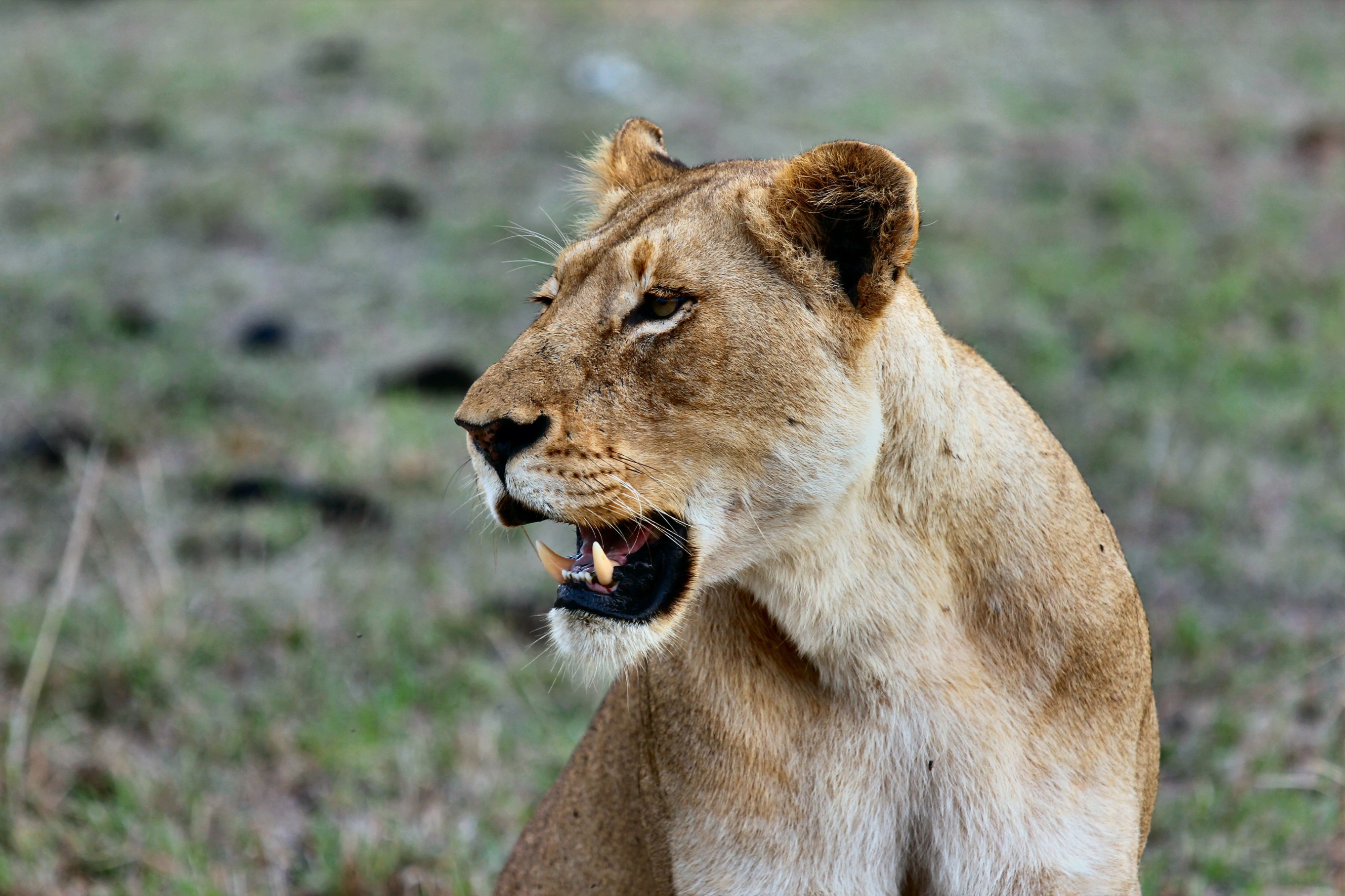 Lion in Mikumi National Park