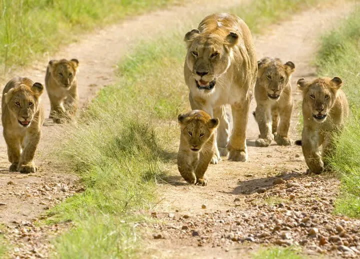 Mikumi Wildlife Safari