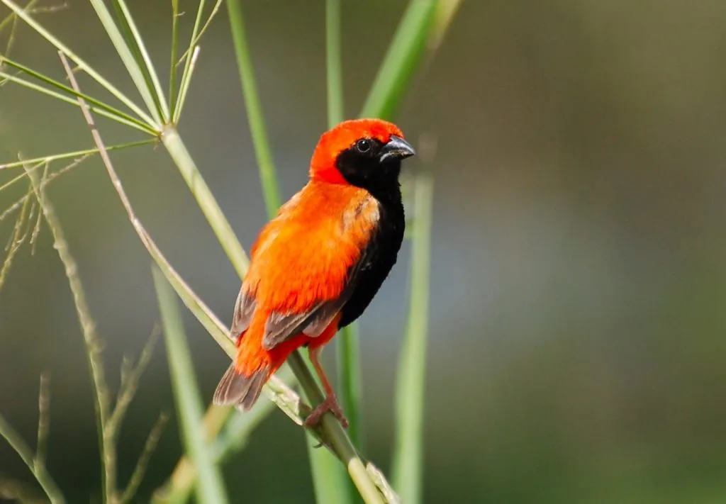 Birdwatching