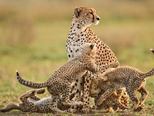 Mikumi Wildlife Safari