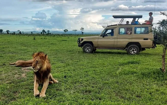 Tarangire wildlife