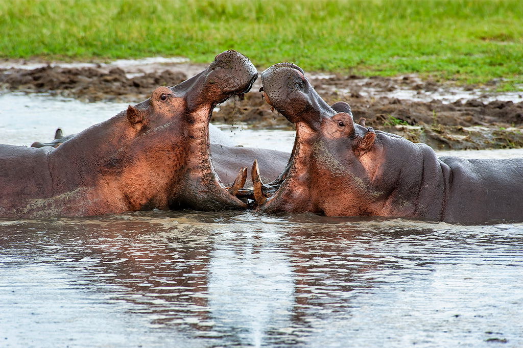 Hippo pool
