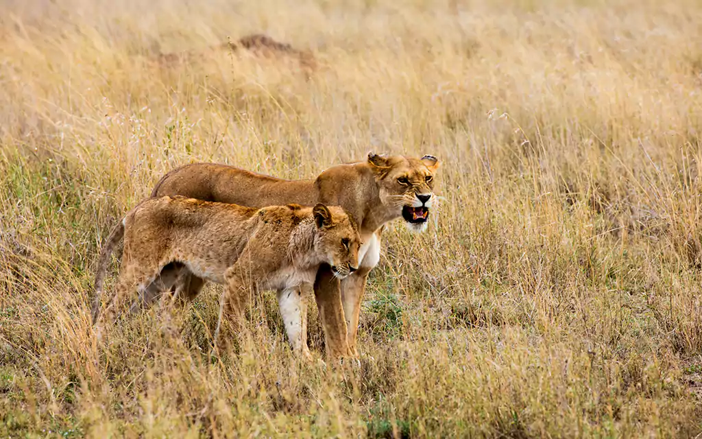 Mikumi Luxury Escape