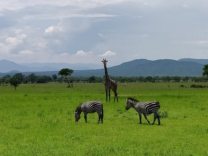 Tanzania Family Safaris
