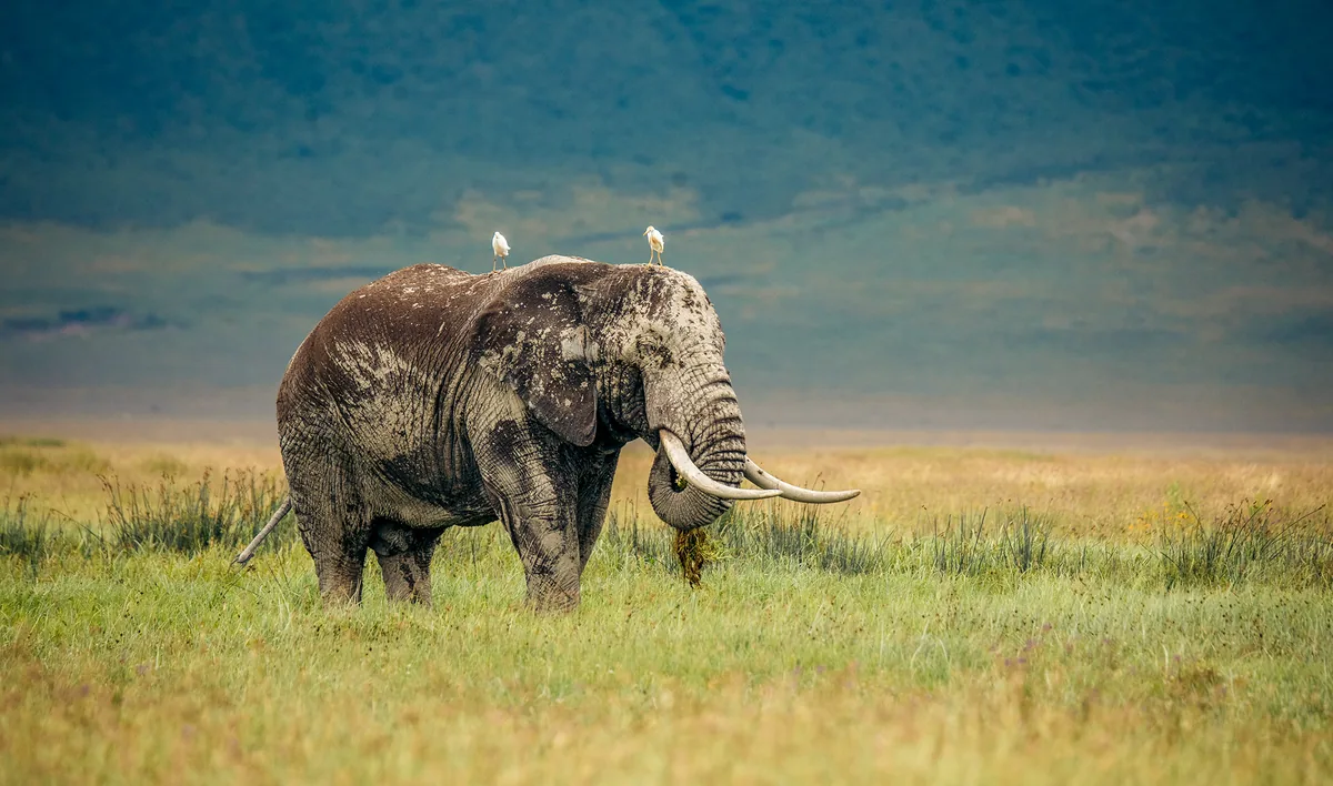 Ngorongoro Conservation Area