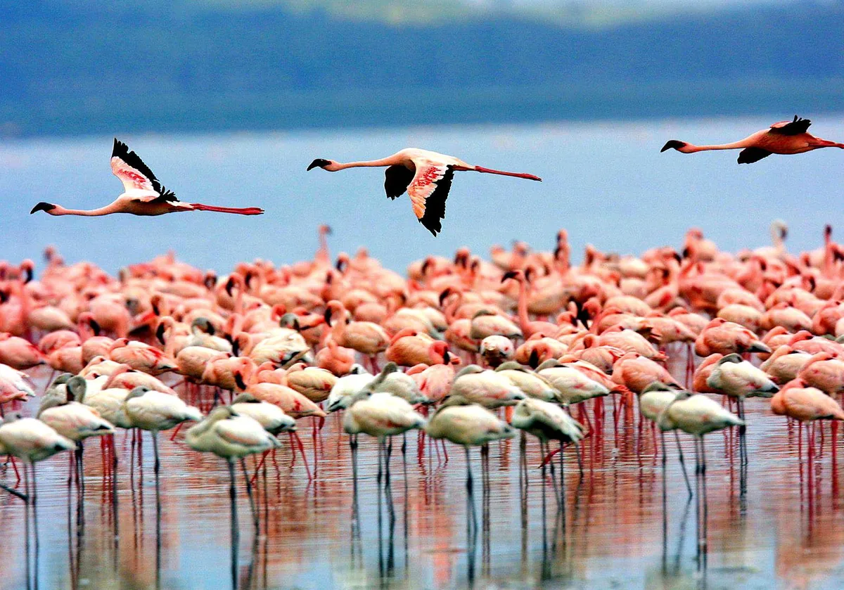 Flamingos