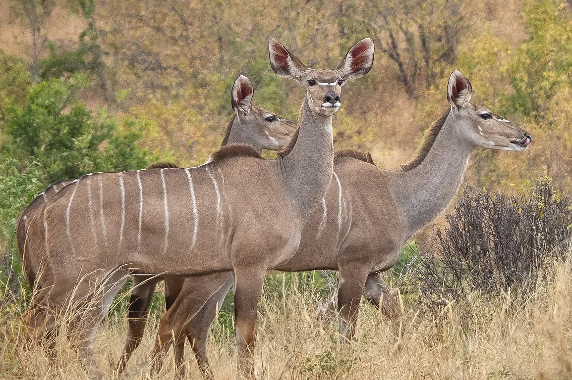 Custom Safari Experiences