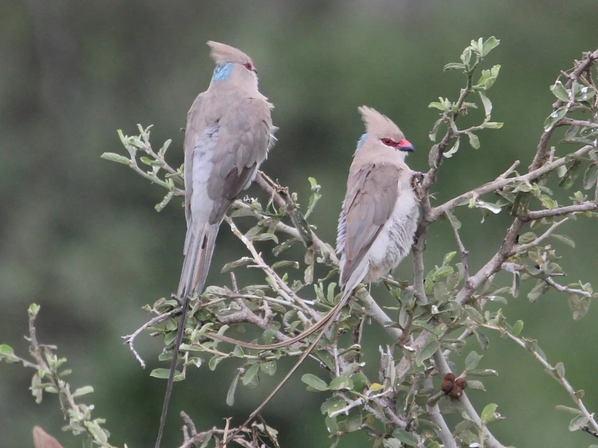 Private Photographic Safari