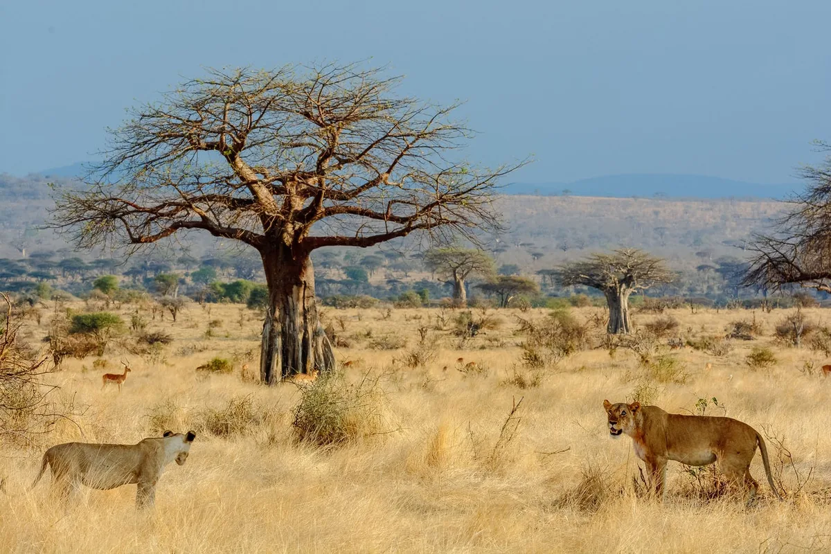 Tanzania Photographic Safaris