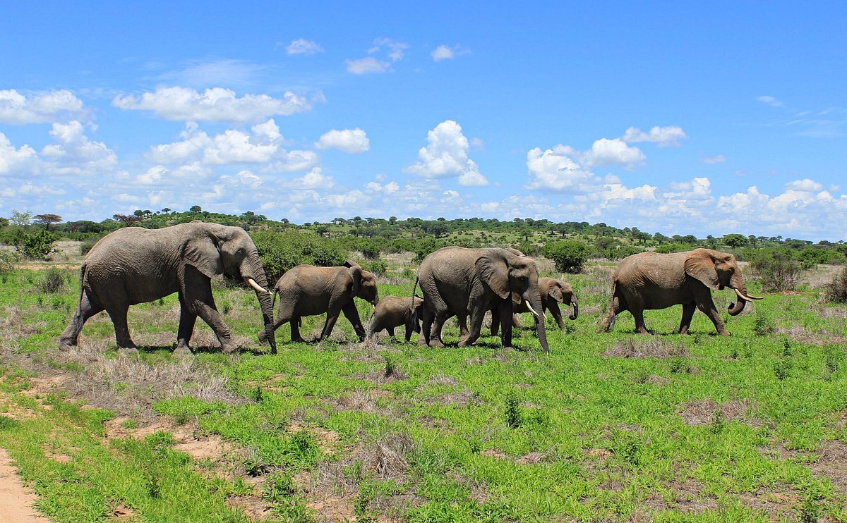 Elephant herds