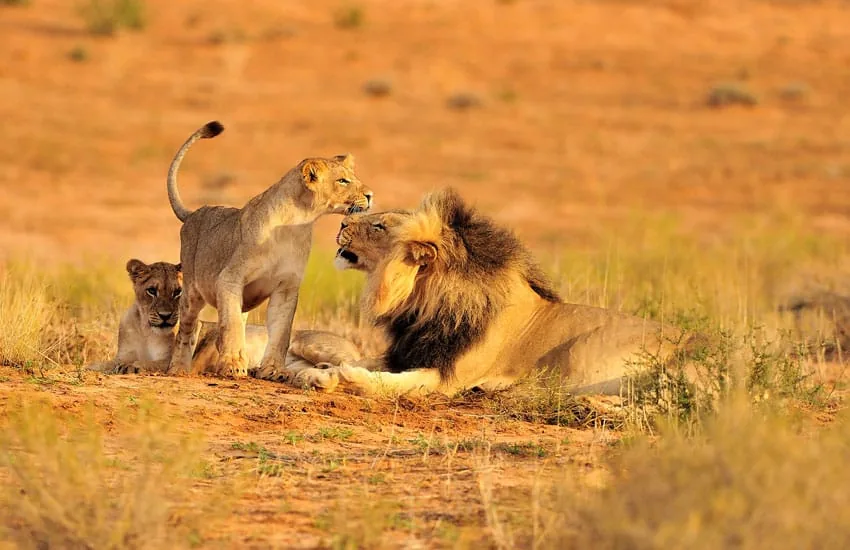 Northern Circuit Private Safari