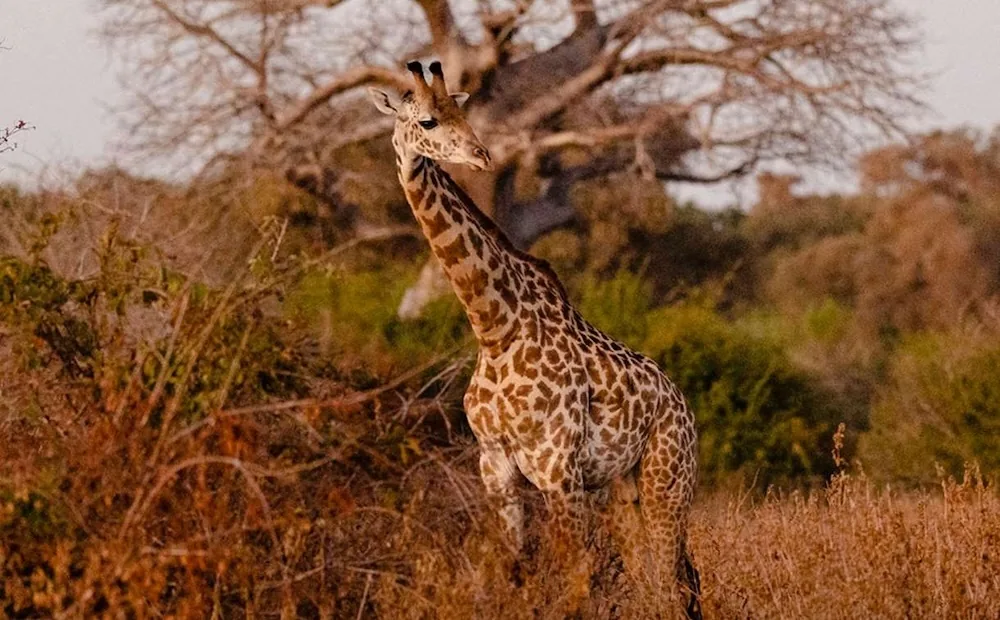 The Ultimate Big Five Safari