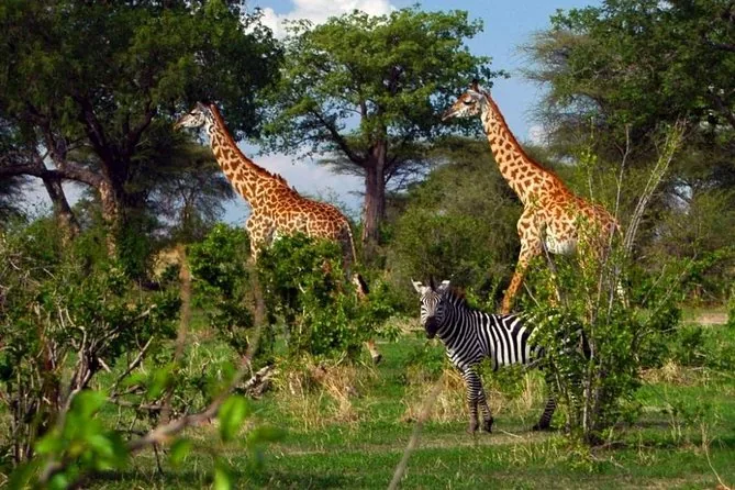 Tailor-made private safari experience