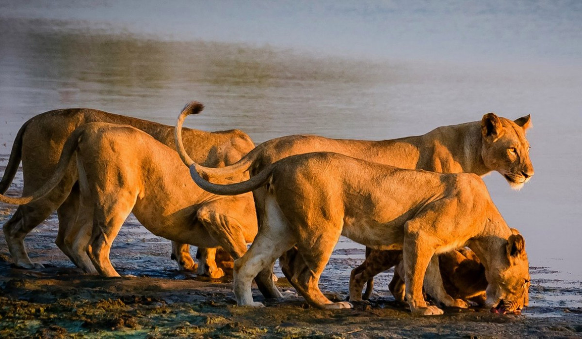 Selous Luxury Safari