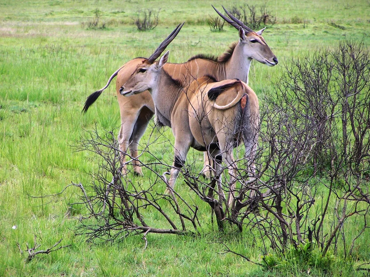 Ruaha Wilderness Adventure