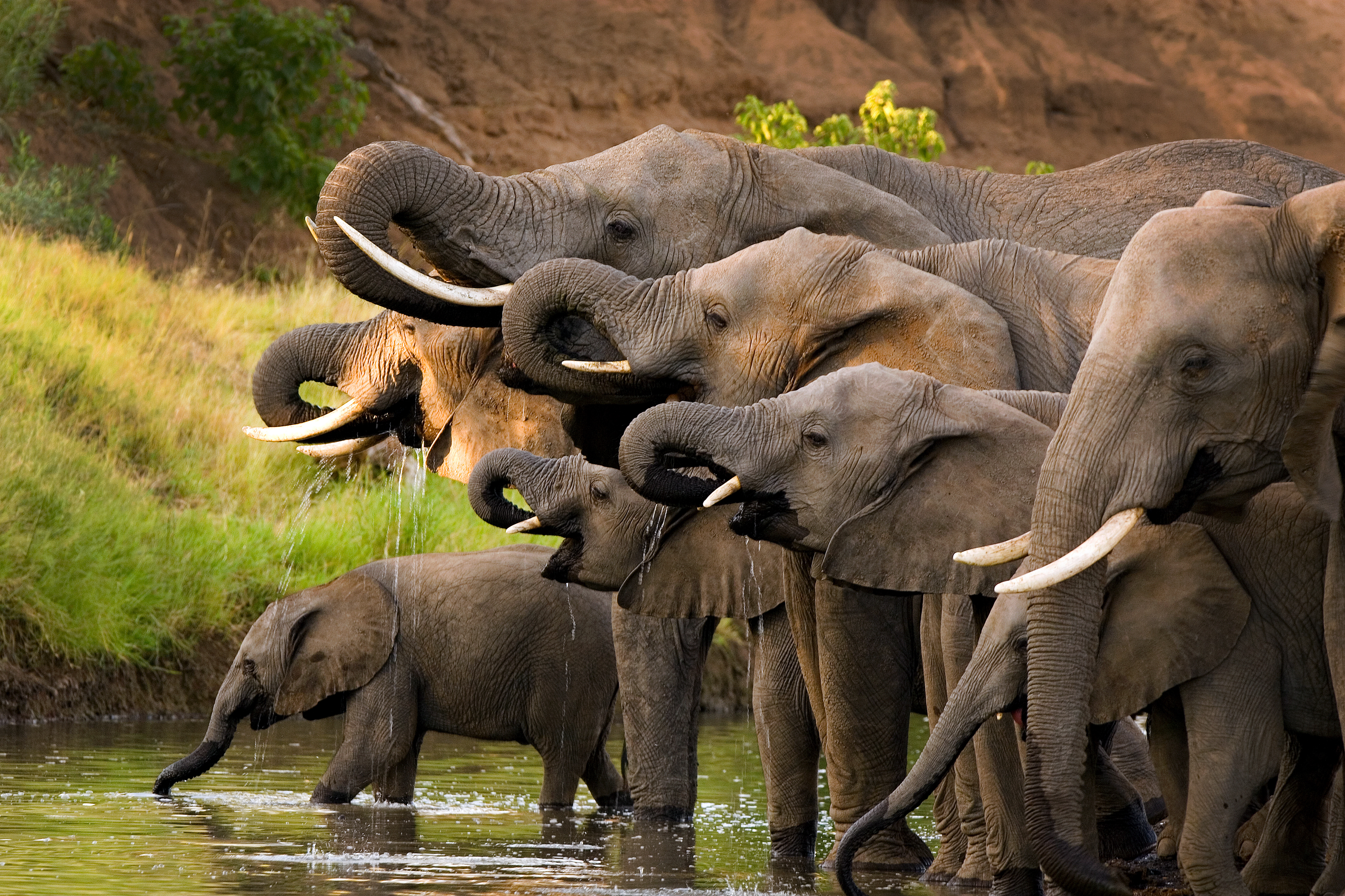 Elephant herds