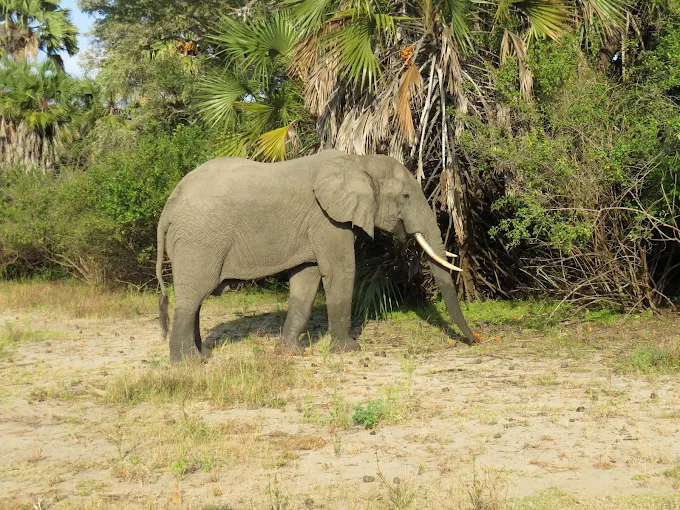 Ruaha National Park