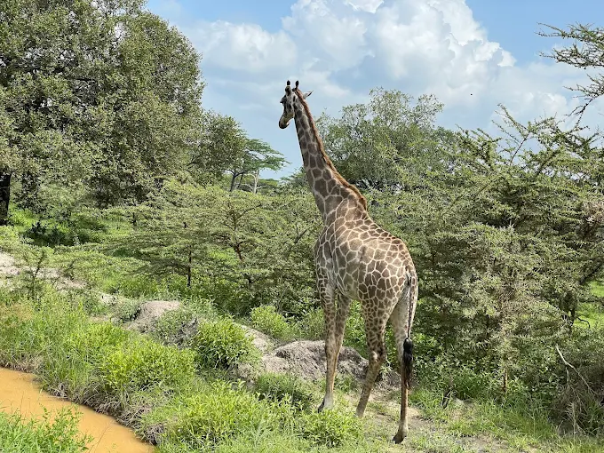 Private safari game drive in Tanzania