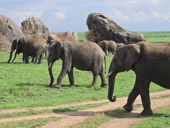 Elephants on the Serengeti — Tanzania honeymoon safari