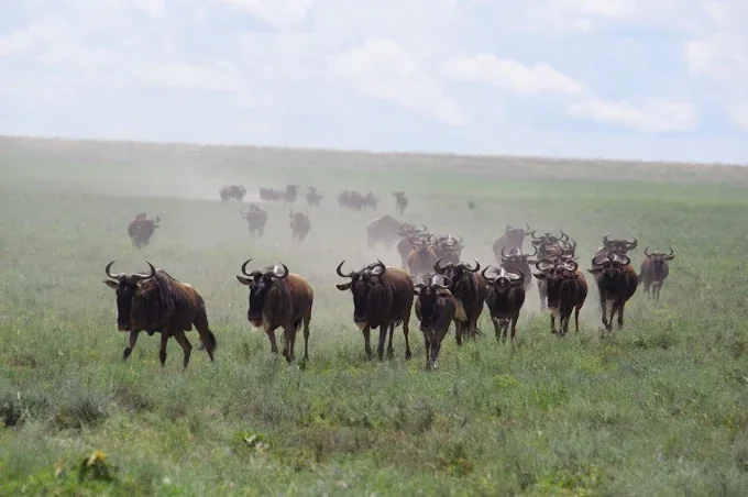 Serengeti National Park — Tanzania honeymoon safari