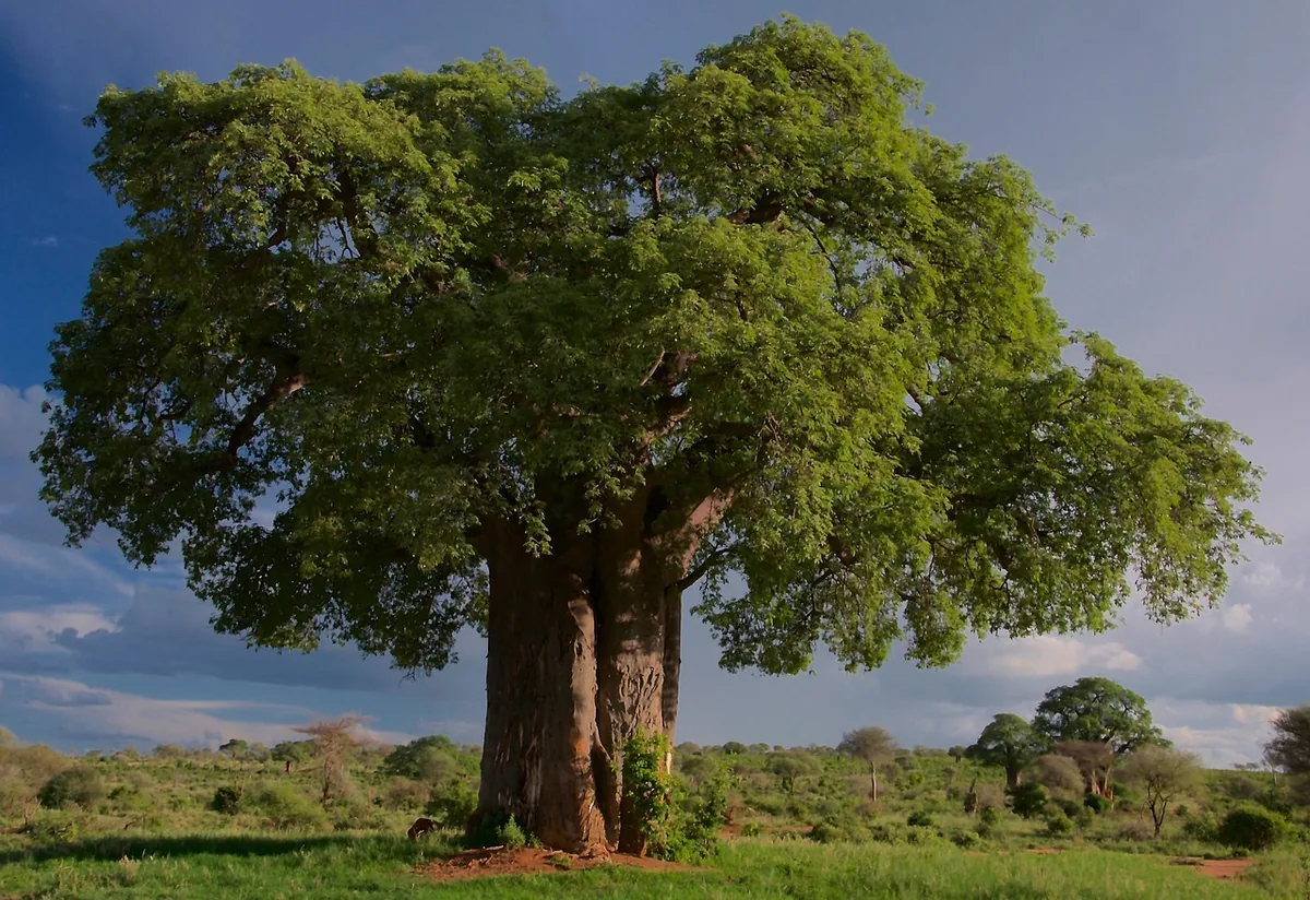 Baobab trees