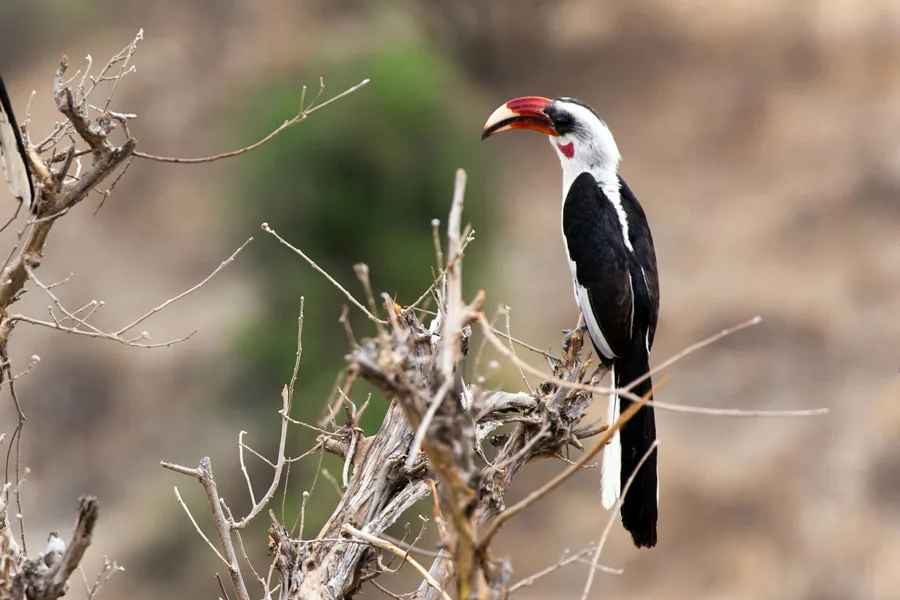 Birdwatching