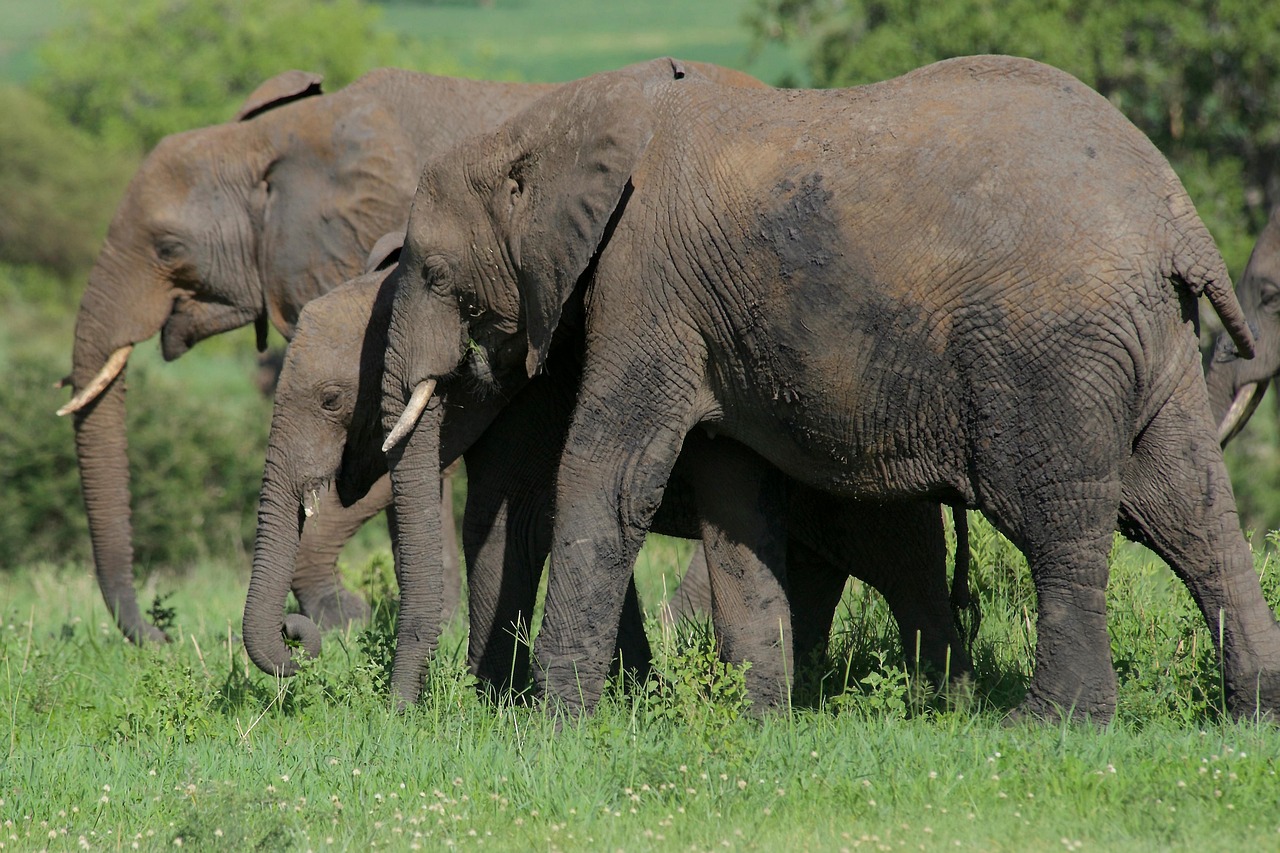 Elephant herds