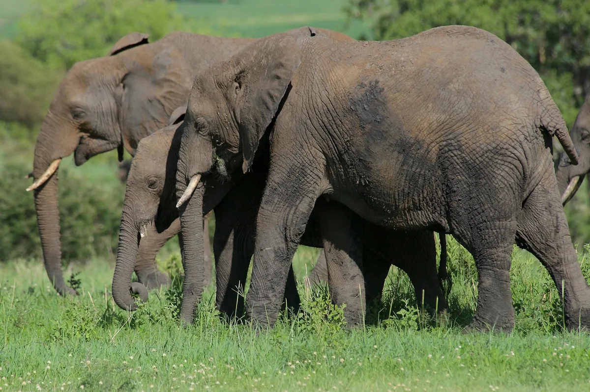 Elephant herds