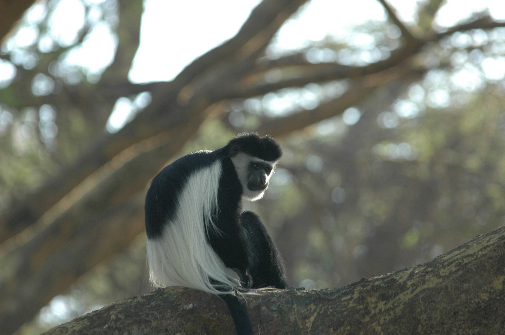 Endemic primates