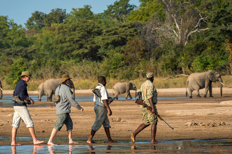 Walking safari