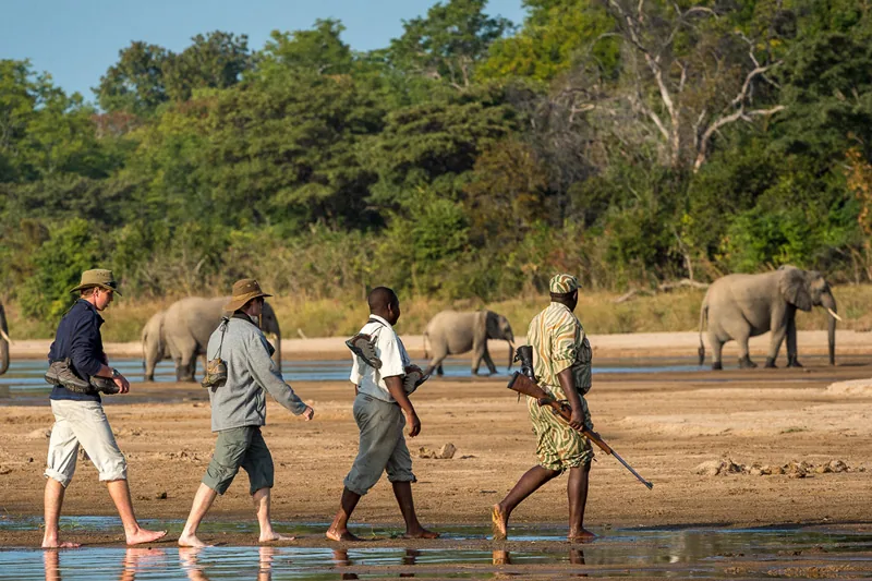 Walking safari